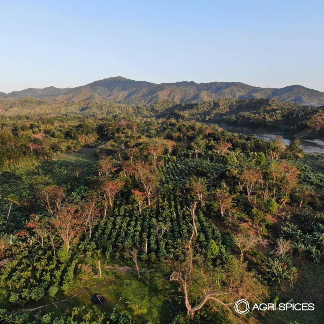 Agri Sices Vanilla and Spices from Madagascar (17)