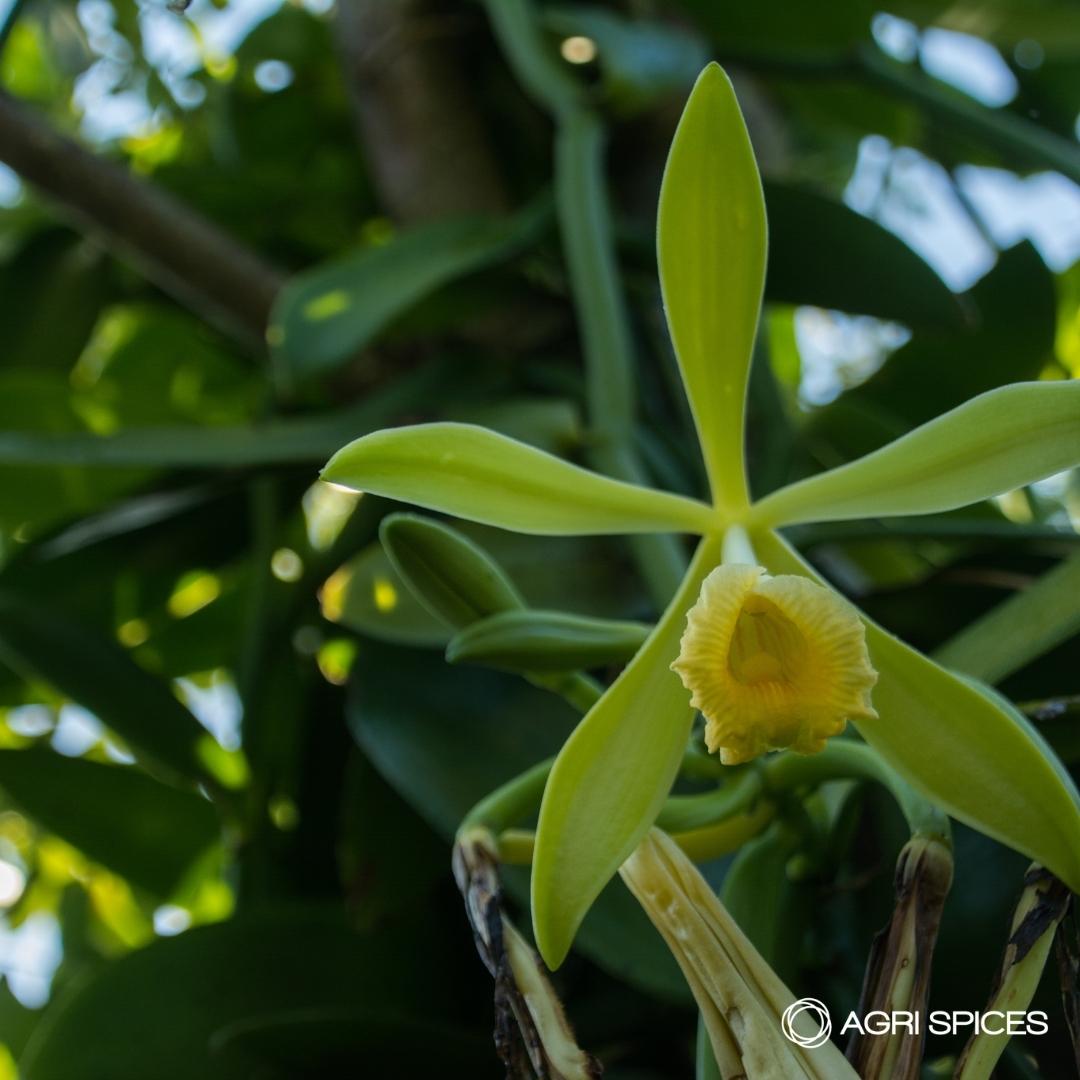 Agri Sices Vanilla and Spices from Madagascar (22)
