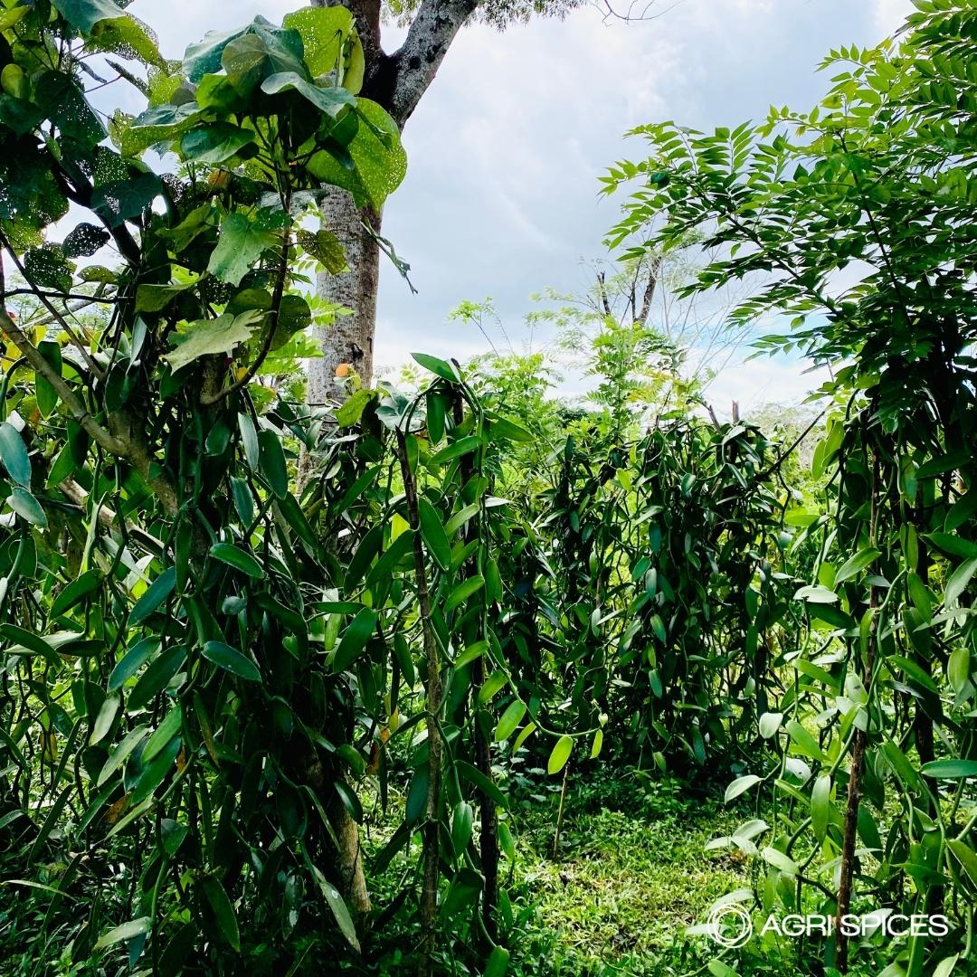 Agri Sices Vanilla and Spices from Madagascar (48)