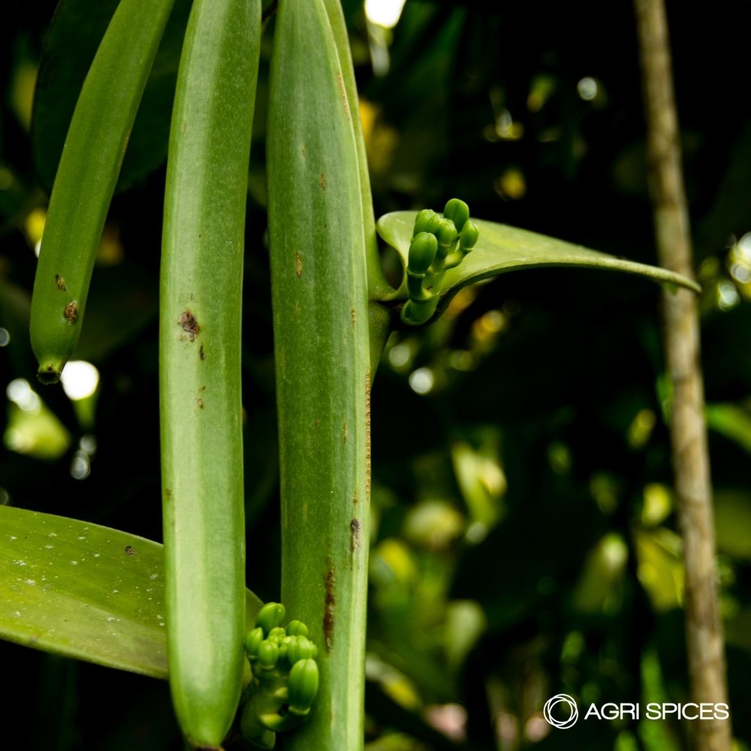 Agri Sices Vanilla and Spices from Madagascar (7)